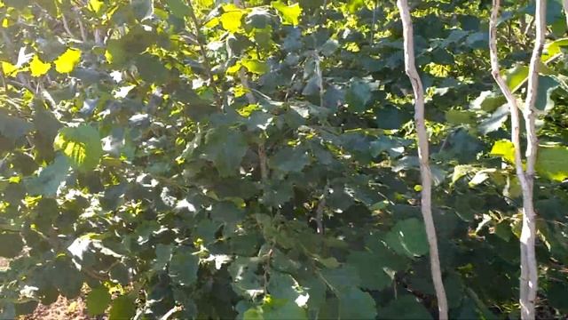 Летняя прививка вегетирующим черенком фундука на медвежий орех,зеленое на зеленое,зеленое на черное смотреть онлайн