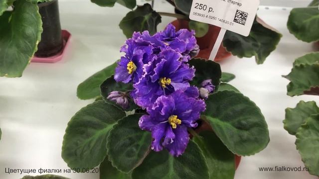 Фиалки, продающиеся 30.06.20 в магазине "Фиалковод" у м. "Алексеевская" смотреть онлайн
