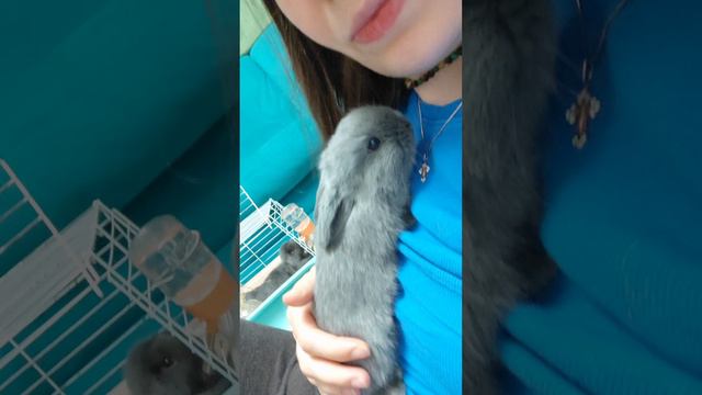Серенький малыш, декоративный кролик, вислоушка ❤ Малышам уже месяц, скоро смогут жить в новой семье