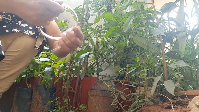 Plumbago articulata planting and care смотреть онлайн
