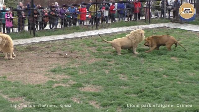 Лев Виктор - ГЕРОЙ ДНЯ! Пришел на помощь своей львице! Тайган! смотреть онлайн