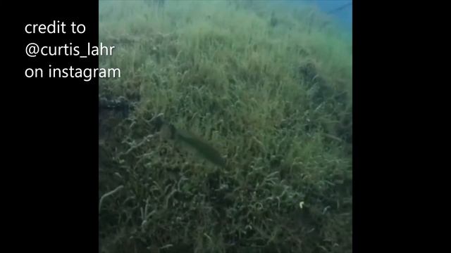 epic fishing compilation (F.F1) смотреть онлайн