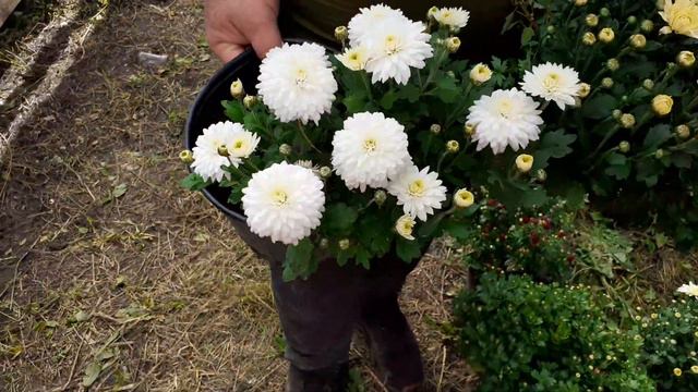 Хризантема мультифлора обзор 16. 09. 2020