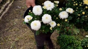 Хризантема мультифлора обзор 16. 09. 2020