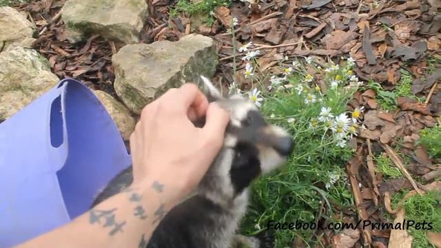 Stroking a Raccoon (Procyon lotor) смотреть онлайн