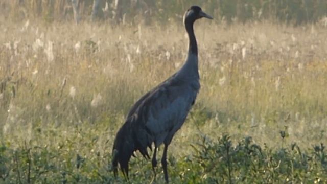 Крики Журавля