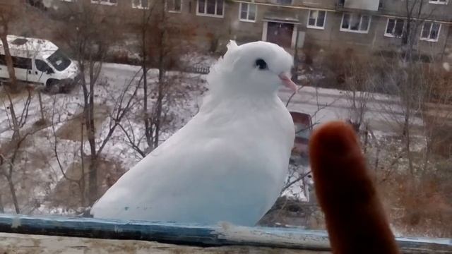 Белый голубь с чёрным хвостом смотреть онлайн