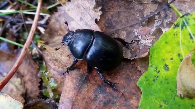 Жуки. Пластинчатоусые жуки. Навозник лесной (Anoplotrupes Stercorosus) смотреть онлайн