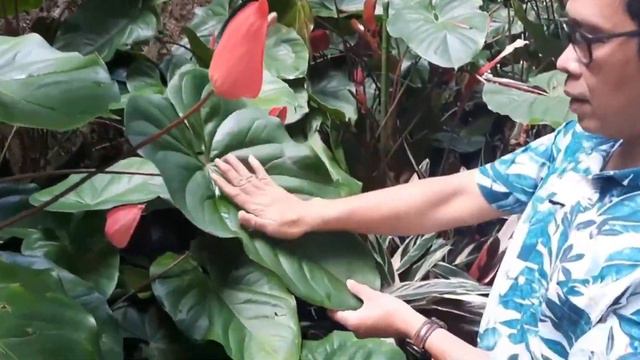 Bertanam Yuk: Anthurium, Si Cantik Penghias Taman