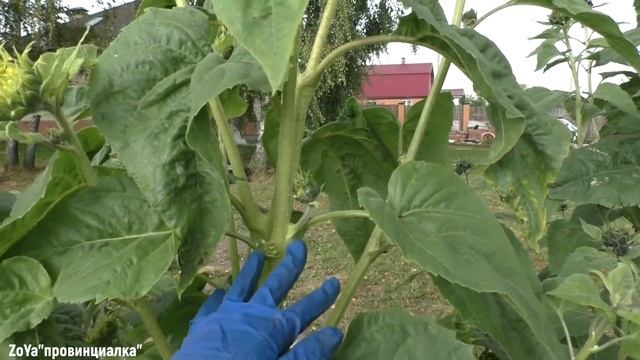 Огород 20.09.19/ земклуника сорт "Студенческая"/ покупки/московская обл. смотреть онлайн