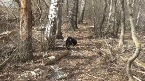 Русско европейская лайка.Моя ''Русачка'' щенок 4 мес.Прогулка и происхождение...