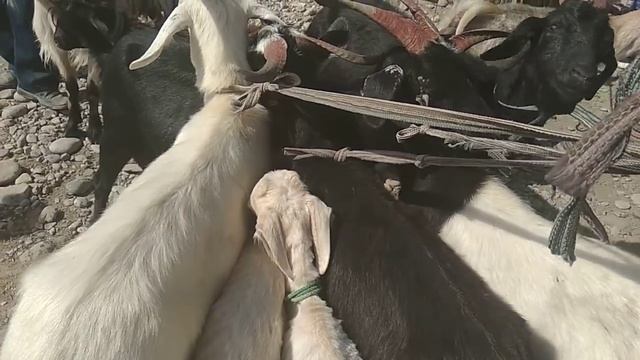 Эмчектүү ЭЧКИлер | Така | Кал эчки | Улак | 15.07.2018 смотреть онлайн