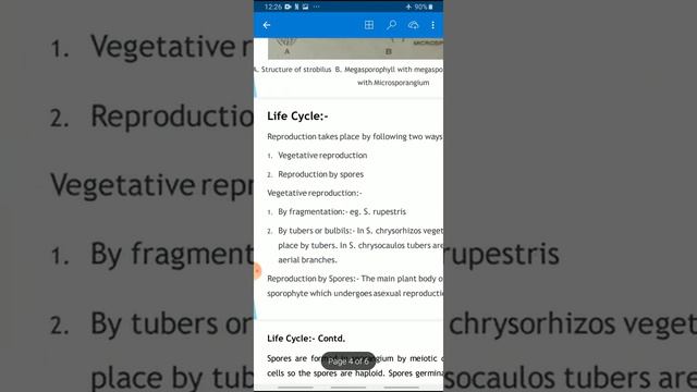Selaginella смотреть онлайн