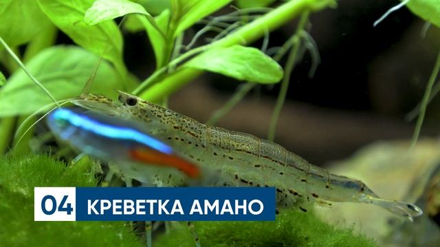 Топ аквариумных помощников смотреть онлайн