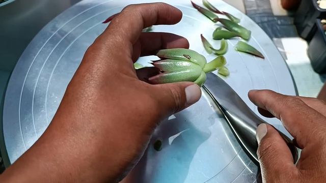 RUTINA DE UN JARDINERO #suculentas #echeveria #agavoidesantares смотреть онлайн