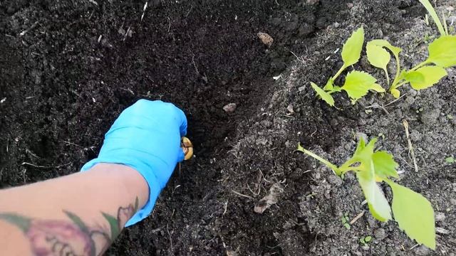 ЦВЕТОЧНЫЙ МИКС ИЗ ВЫСОКОРОСЛЫХ ЦВЕТОВ в центре огорода смотреть онлайн