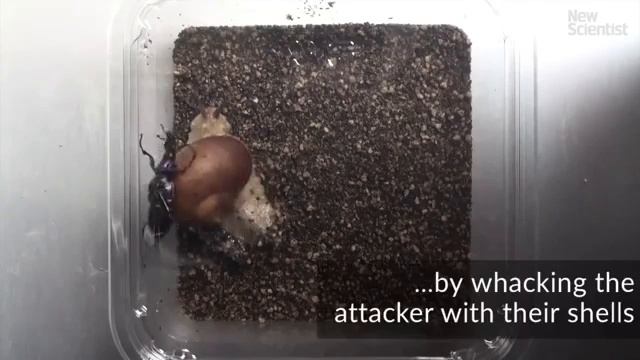 6оевые улитки смотреть онлайн