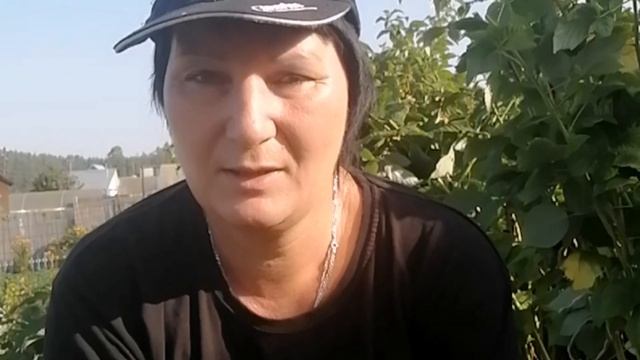 Уход за малиной в августе смотреть онлайн