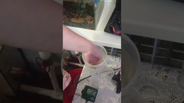 Карликовые лягушки, стали абсолютно ручные ??❤️ Посмотрите на эту милоту ? смотреть онлайн
