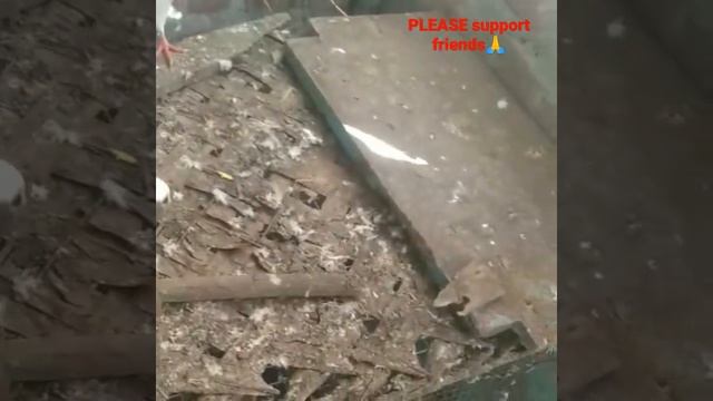 [THAT IS My PIGEON]please support friends and pigeon lovers смотреть онлайн