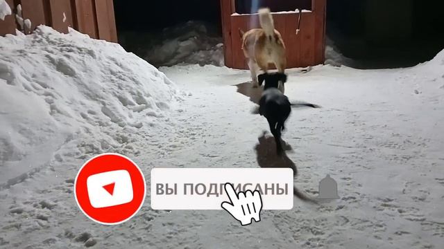 ЩЕНОК ПРЫГАЕТ И КУСАЕТ БОЛЬШУЮ СОБАКУ\ СОБАКИ ЧУТЬ НЕ ПОДРАЛИСЬ\ПРИКОЛЫ С ЖИВОТНЫМИ\Гуляем с собако смотреть онлайн