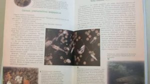 Занимательная ботаника для малышей. Планктон.
