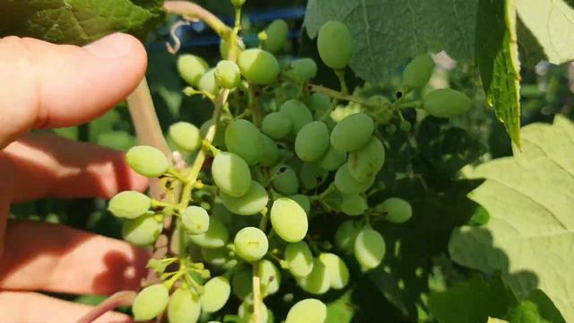 киш-миш Коктейль і гіберелін (доповнення до минулого відео) смотреть онлайн