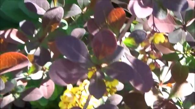 Дача.Влог.Вырываем одуванчики.Элимус в изоляцию.Дела дачные. смотреть онлайн