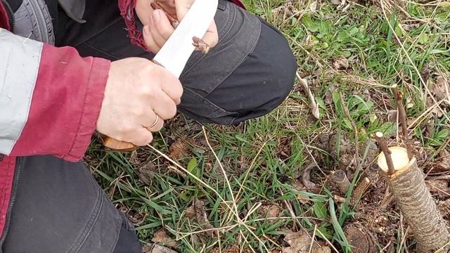 САМАЯ ПРОСТАЯ ПРИВИВКА. Прививка деревьев весной. Прививка вишни за кору. Прививка за кору. смотреть онлайн
