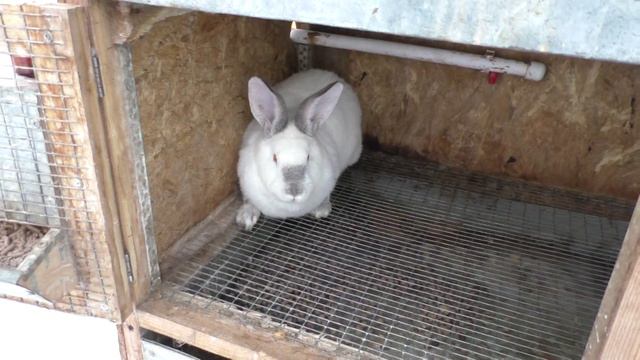 Обзор моих кроликов. Часть 2 из 3 смотреть онлайн