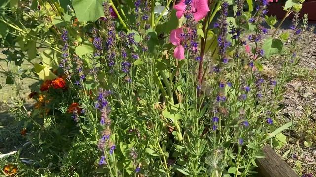 Иссоп, как неприхотливая альтернатива лаванды смотреть онлайн