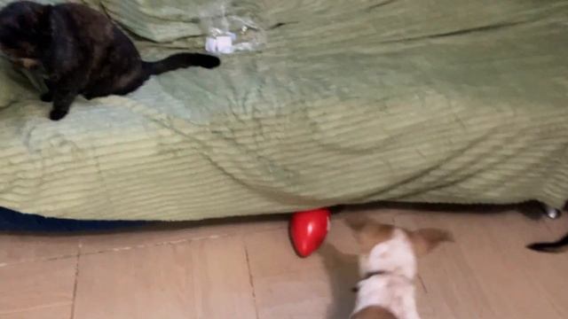 Кошка и старый башмак интереснее этого яйца Trim смотреть онлайн