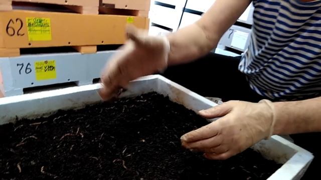 Питательный субстрат и запаренные отруби две недели спустя (26.03.18г.) смотреть онлайн