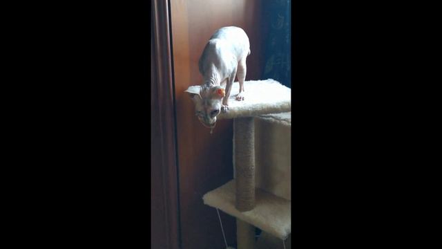 Сфинксы умеют играть! Победа Молли над мячом))) смотреть онлайн