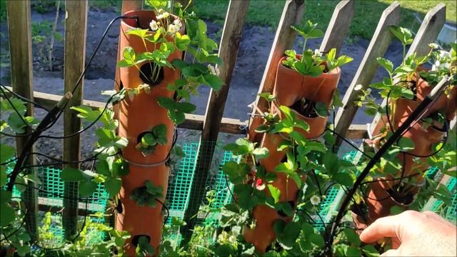 ВЕРТИКАЛЬНЫЕ ГРЯДКИ ДЛЯ КЛУБНИКИ ИЗ ТРУБЫ смотреть онлайн
