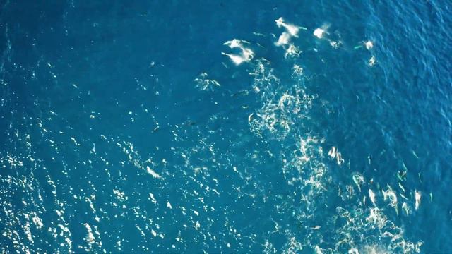 2 hours of dolphin talk for deep sleep #dolphins #deepsleep meditation relaxing music смотреть онлайн