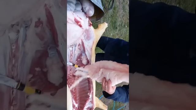 Мастер-класс/разделка туши кабана смотреть онлайн