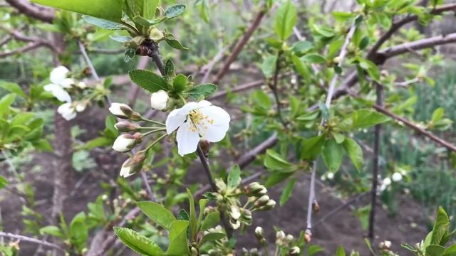 Как снимает камера iphone 7