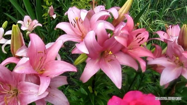 Красота ПРИРОДЫ - #Цветы #ЛИЛИИ Живая #ПРИРОДА смотреть онлайн