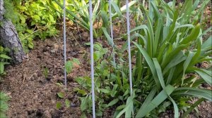 Опоры для КЛЕМАТИСОВ!!! ПРОСТЫЕ и УДОБНЫЕ.  ЛЁГКИЕ, но ПРОЧНЫЕ. ДЕКОРАТИВНЫЕ и НЕ дорогие!