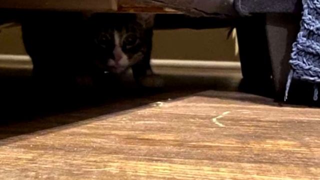 Семья купила диван и привезла домой, но через день собака начала громко на него лаять и вот почему