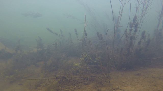 Акваскейп реки. 4К (Ultra HD). смотреть онлайн