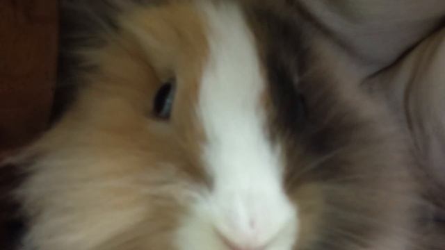 Кролик в кибитке