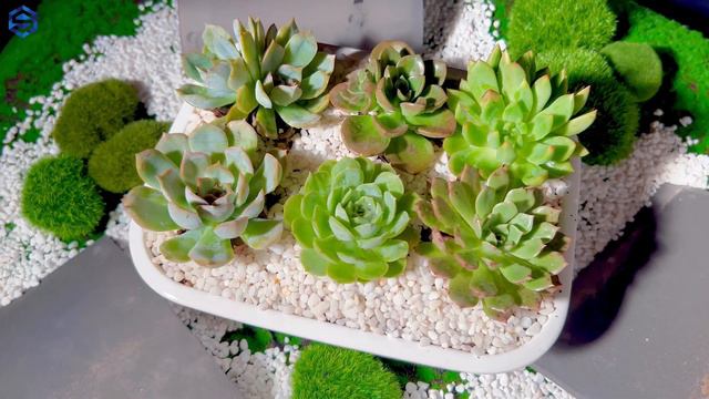 Echeveria Tippy Combination смотреть онлайн