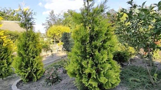 Туя брабант 🤗 трошки інформації смотреть онлайн
