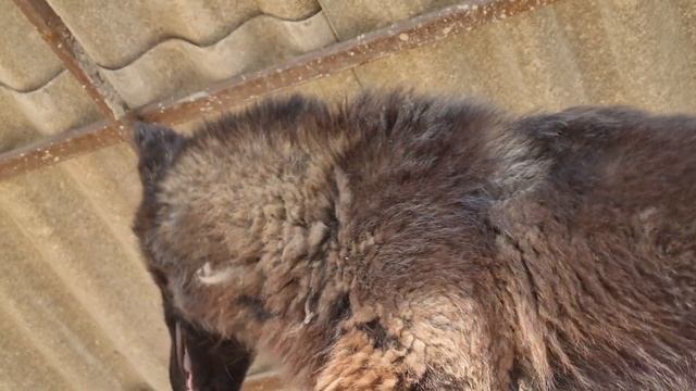 ВОЛЧИЦА РОДИЛА ЩЕНЯТ !!! ВСЕ УДАЧНО ПРОШЛО. смотреть онлайн