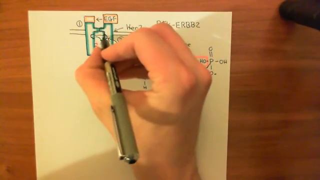 HER2 Amplification and Breast Cancer Part 2 смотреть онлайн