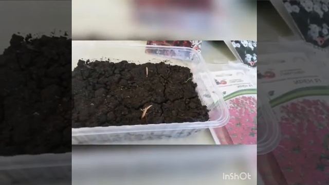 Петуния с валберис агрофирма партёр смотреть онлайн