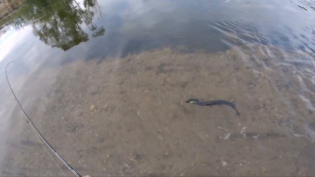 ОСЕННЯЯ ЩУКА! ЛОВЛЯ ЩУКИ ОСЕНЬЮ С БЕРЕГА В ГЕРМАНИИ | РЫБАЛКА НА МАЛЫХ РЕКАХ #ОСЕННЯЯЩУКА смотреть онлайн