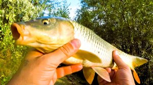 Сазан прёт на донки. Дон.Монтаж со жмыхом